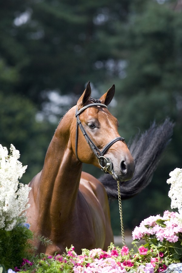 Image de cheval