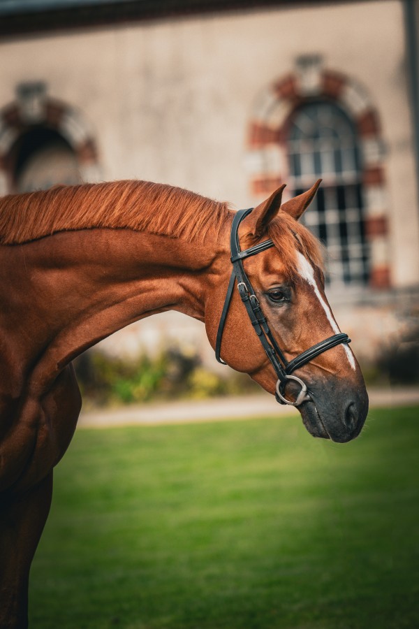 Image de cheval