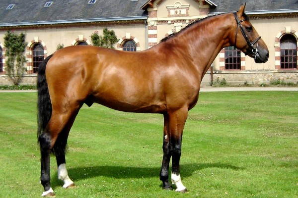 Image de cheval