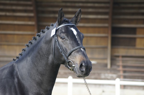 Image de cheval