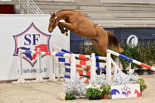Image de cheval