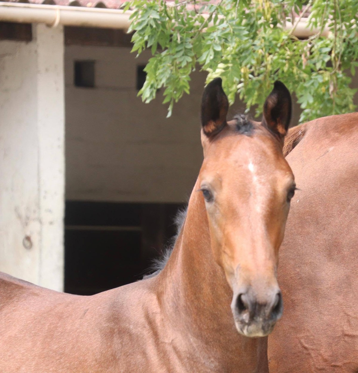 QANTIC DES AS (Vangog x Niagara d'Elle)
