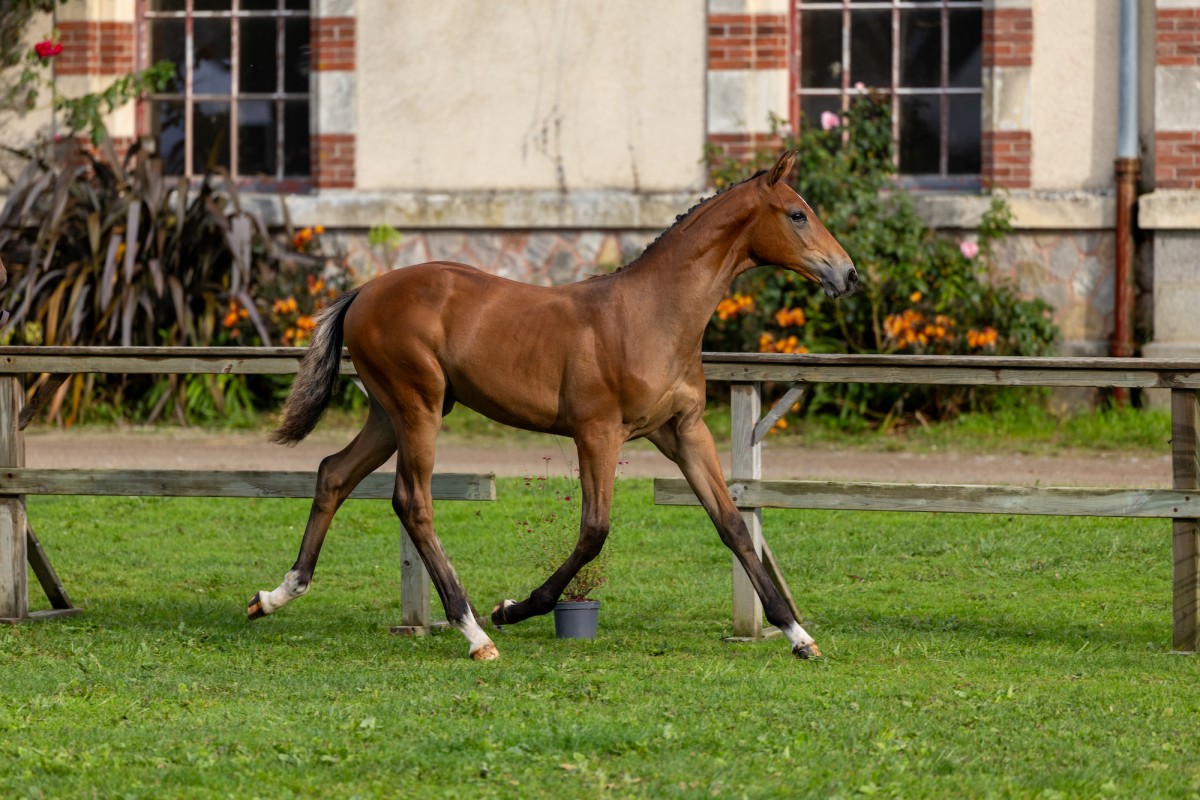 PHANTOM DE GECE par SIRIUS BLACK