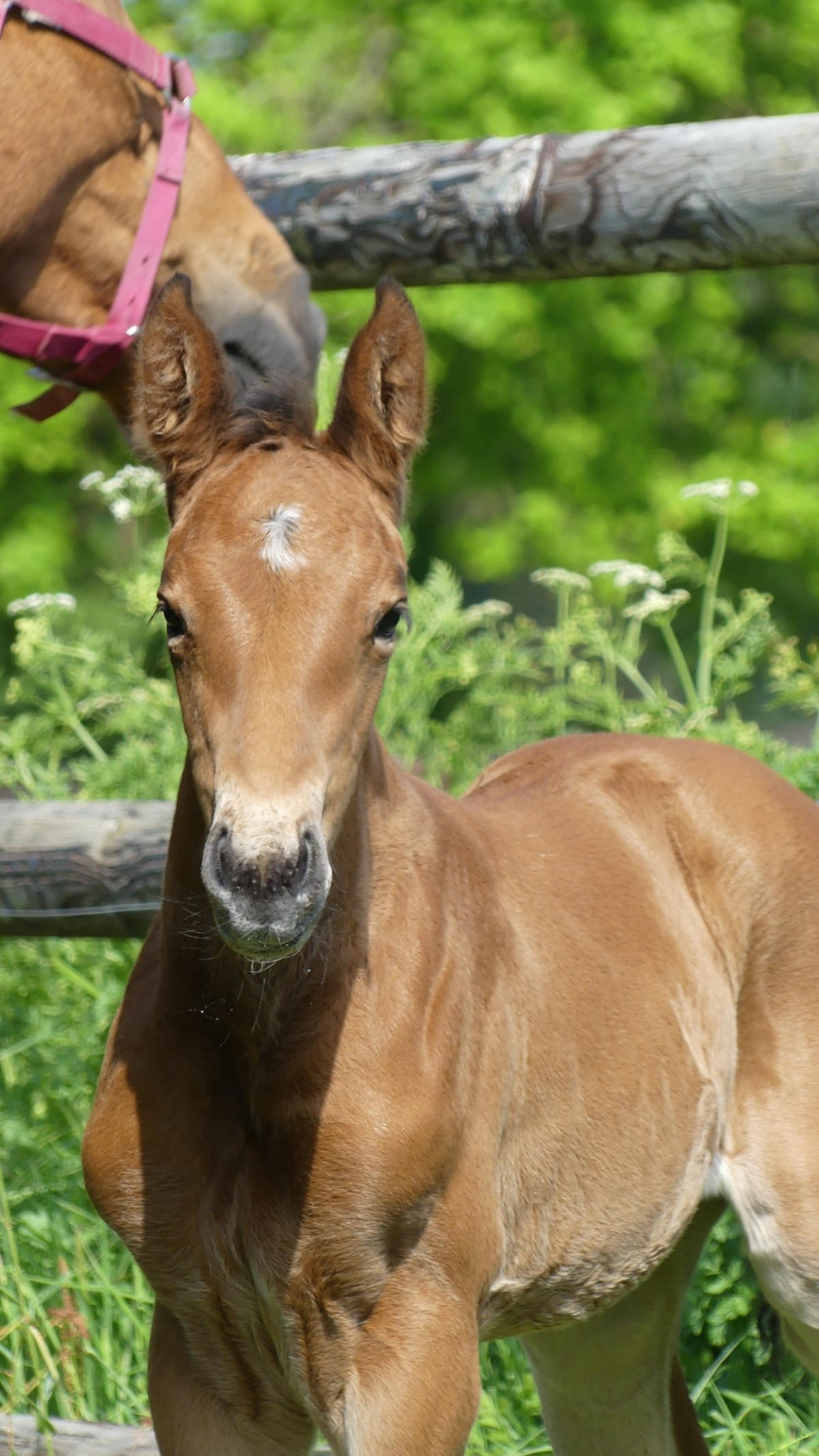 Qoud'Coeur de La Loge x Diamant de Semilly