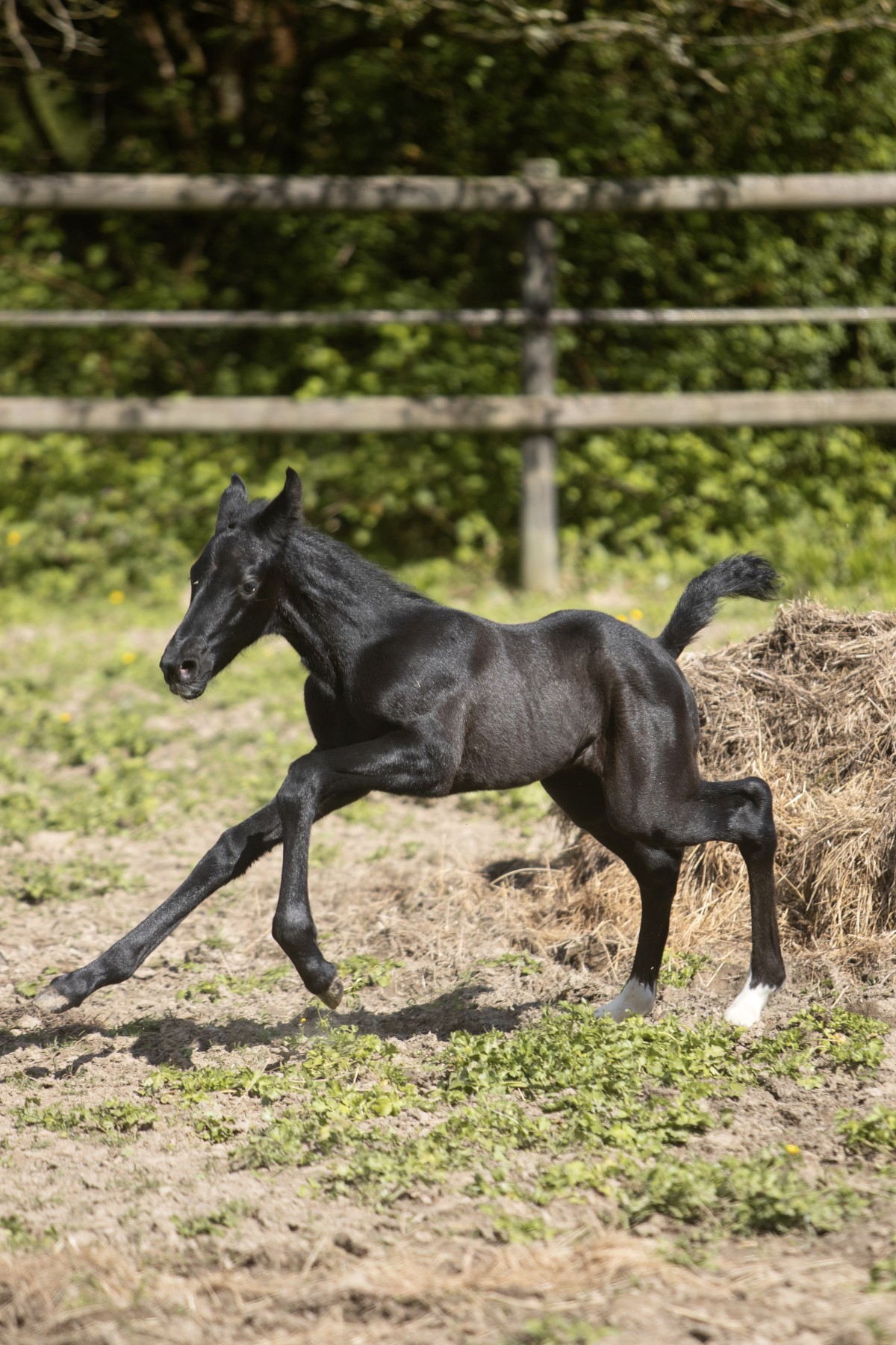QUEST FOR LOVE (Jacadi du Paradis x COSINHUS)