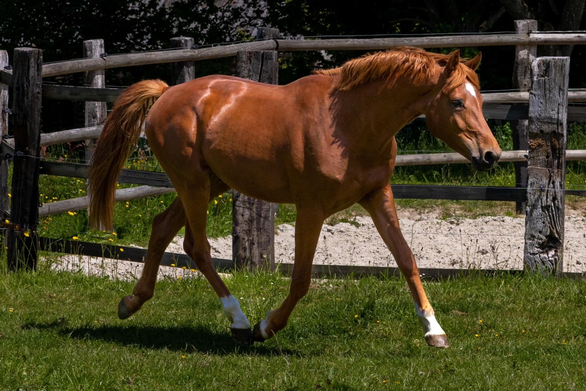 KING DE BOISQUILLON _ Vangog x Up and Down Cooper (Luccianno)