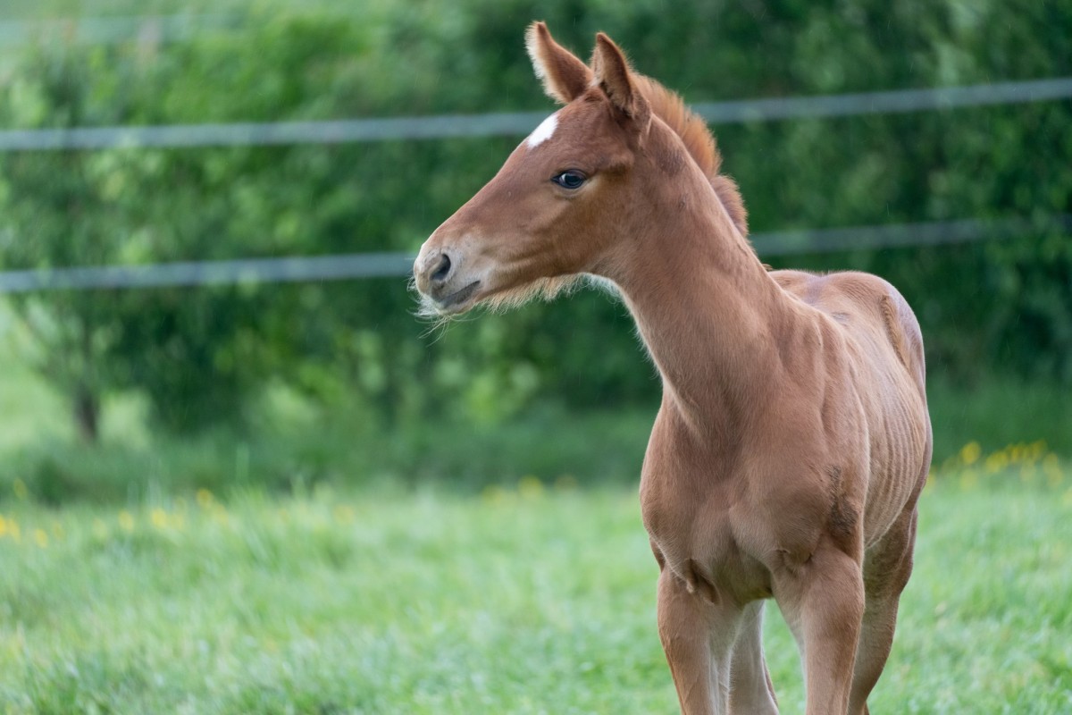 QUOKLICO CHOISI (Guerymax Nouvolieu x Dollar dela Pierre)