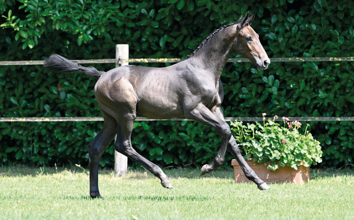 CHAPEAU BLUE Z - Chardonnay x Baloubet du Rouet