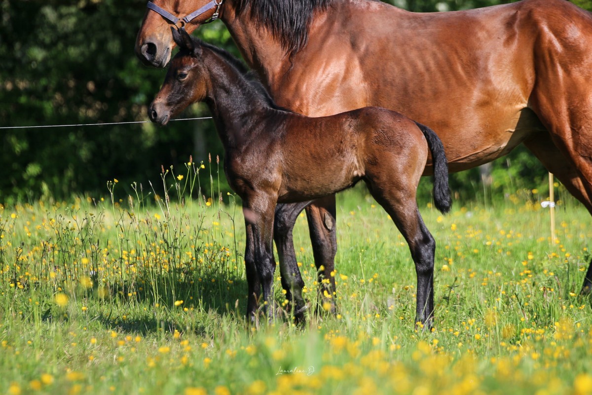 ONCA DU BARO _ Vangog x Hera d'Elle (Croc Lulu d'aubigny)