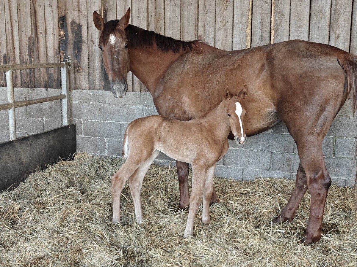 Qolette de Troteval (Memphis de Kermor x Armitages Boy)