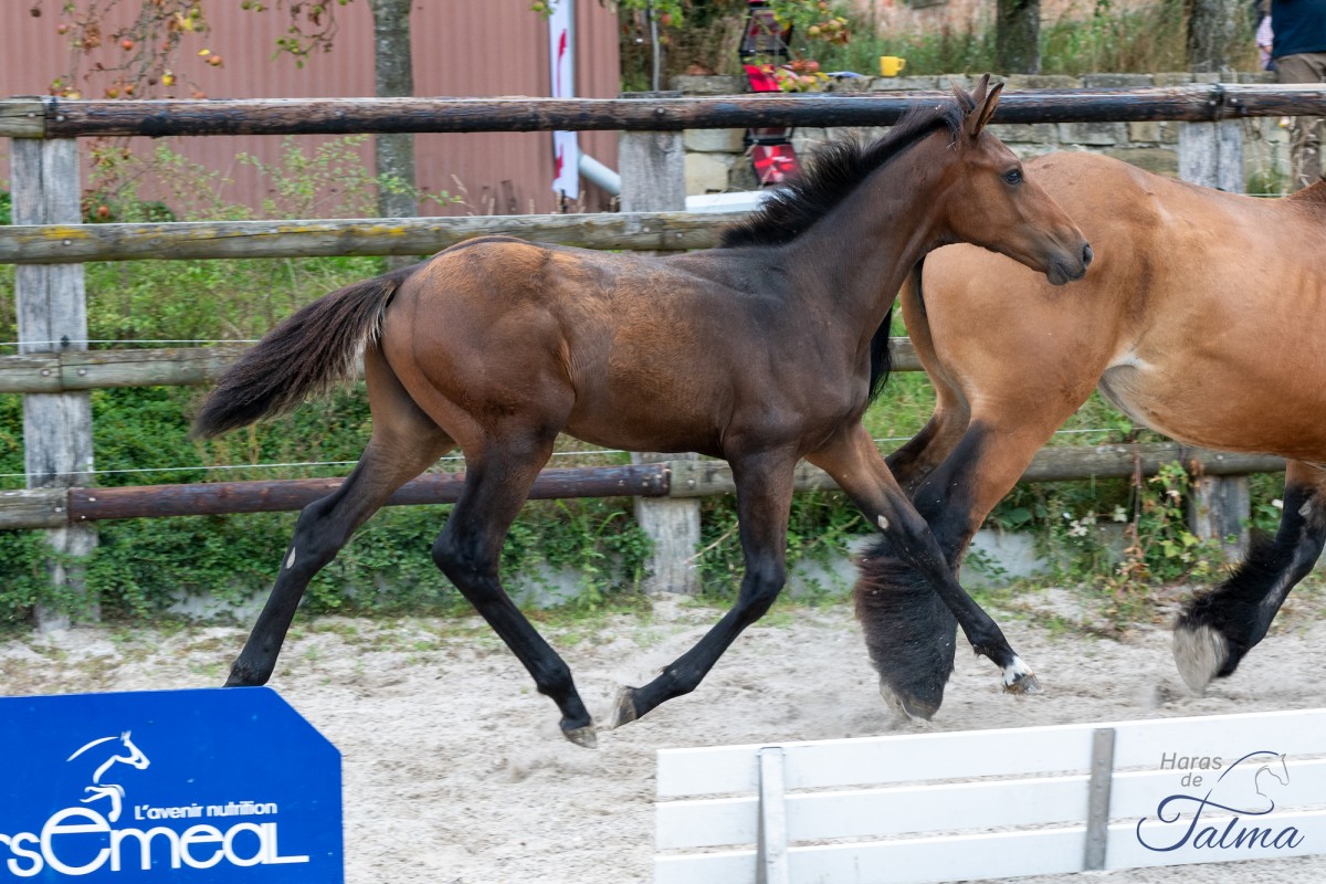PIERCE DE TALMA (Lincoln x Thessalie)