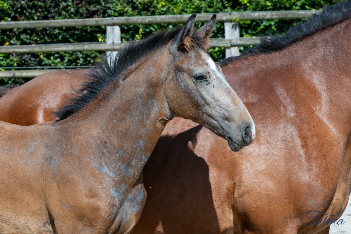 PLAYBOY (Lincoln x Reggae)