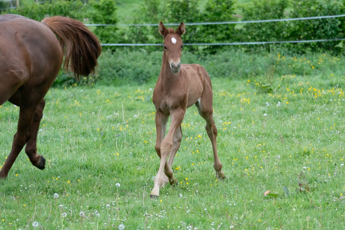 QUOKLICO CHOISI (Guerymax Nouvolieu x Dollar dela Pierre)