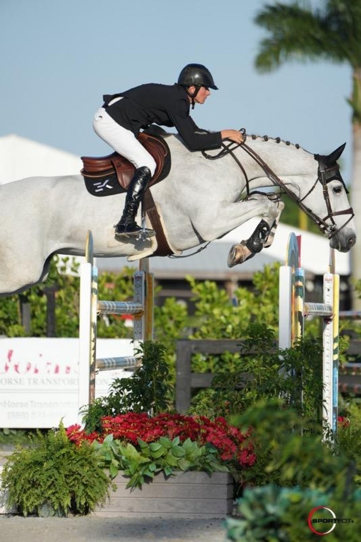 CACTUS DE COSNIERE - PADOCK DU PLESSIS X PALATINE DE COSNIERE (FLIPPER D'ELLE)