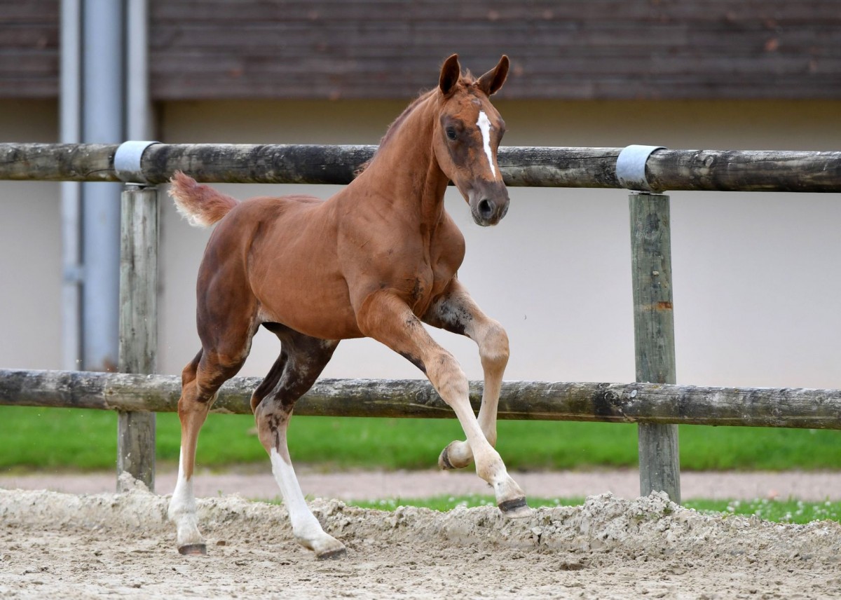 PINTA DE REVE _ Pegase x Harley VDL