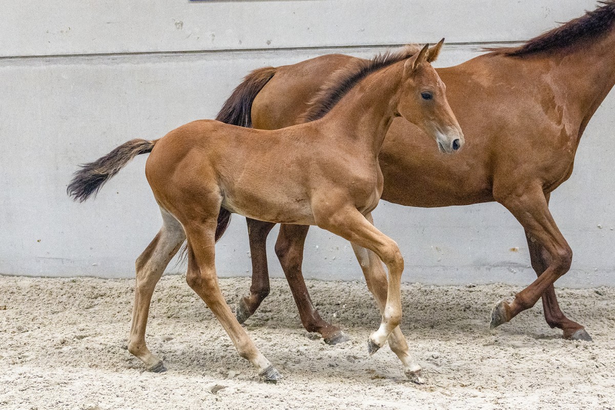 NAIROBI DU PARADIS - Armitages x Utopia du Paradis (Nabab de Reve)