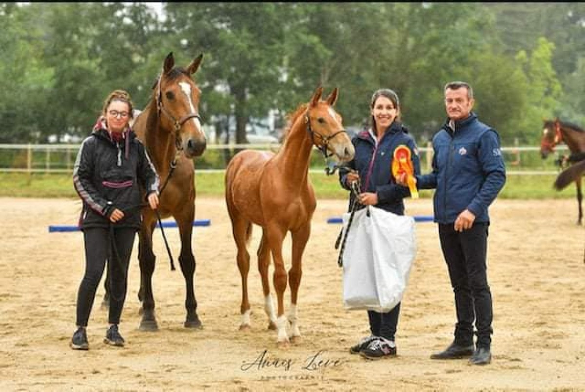 LIGHT DU MAZET - CHEF ROUGE X OLGA DES VAUX (GENTLEMAN PLATIERE) - France Etalons