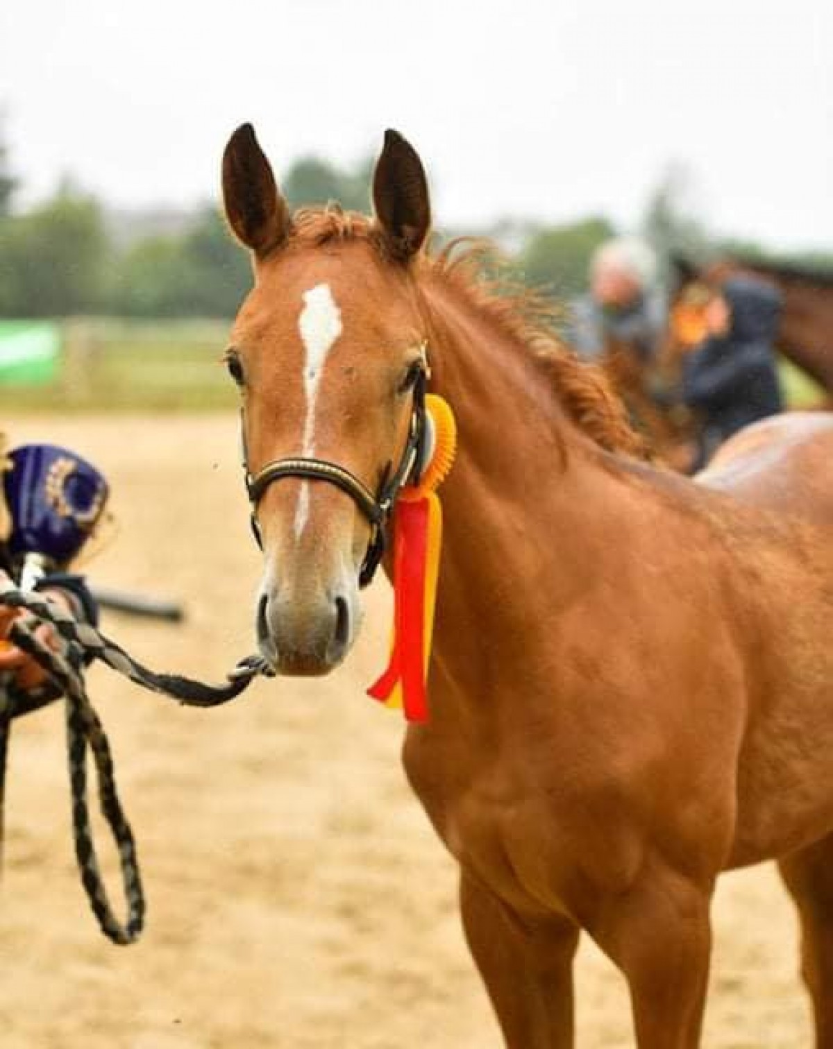 LIGHT DU MAZET - CHEF ROUGE X OLGA DES VAUX (GENTLEMAN PLATIERE) - France Etalons