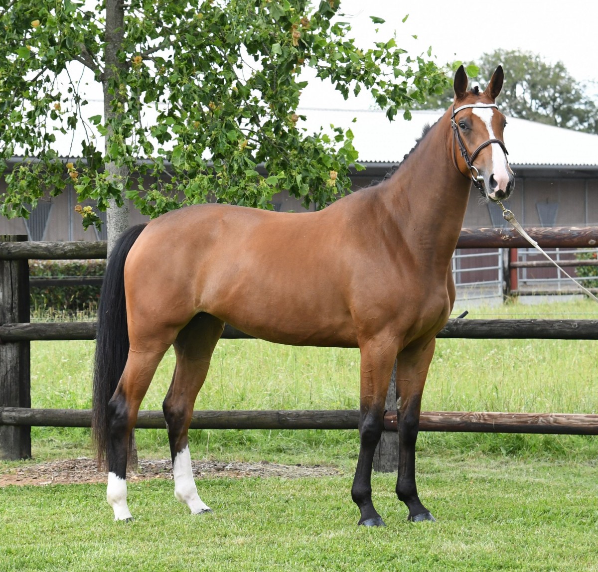 Iliska de Riverland - Quatro x Jarnac