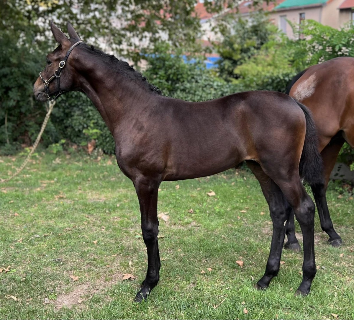 NOIR DESIR DE L'O_ Pegase x L'Arc