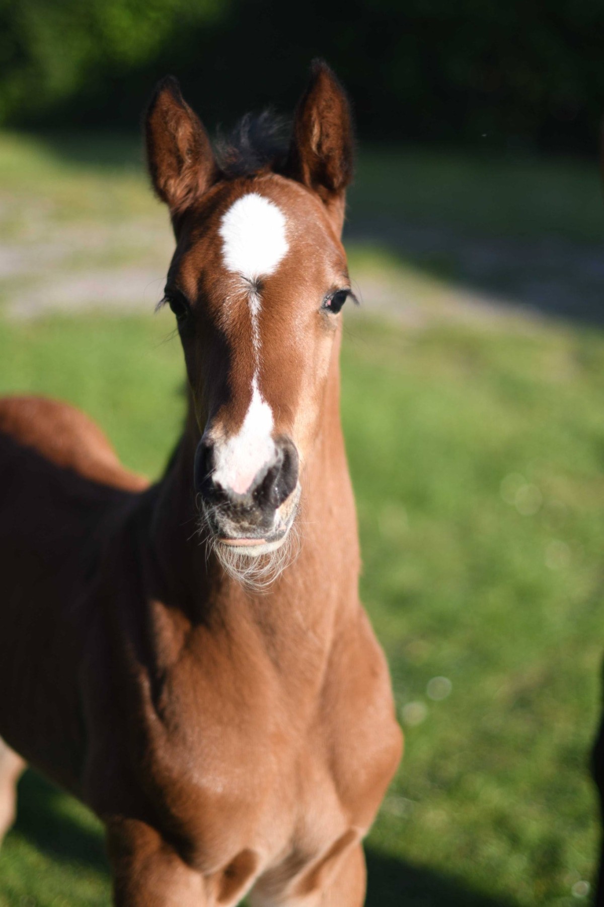 QUICK LOVEUR DE SAVIGNY (Loveur x Ultan)