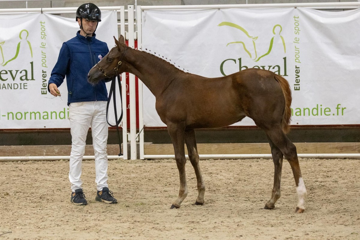 NÉMÉSIS DE L’AUBIER (𝐉𝐎𝐋𝐈 𝐂𝐎𝐄𝐔𝐑 𝐃𝐔 𝐂𝐄𝐃𝐑𝐄 x EPSOM GESMERAY)