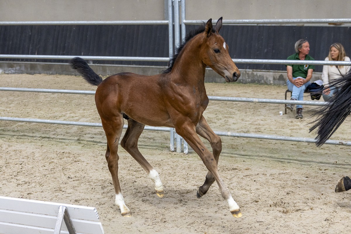 NIAGARA DE TALMA - ARMITAGES BOY x VERY NICE DE TALMA (Baloubet du Rouet)