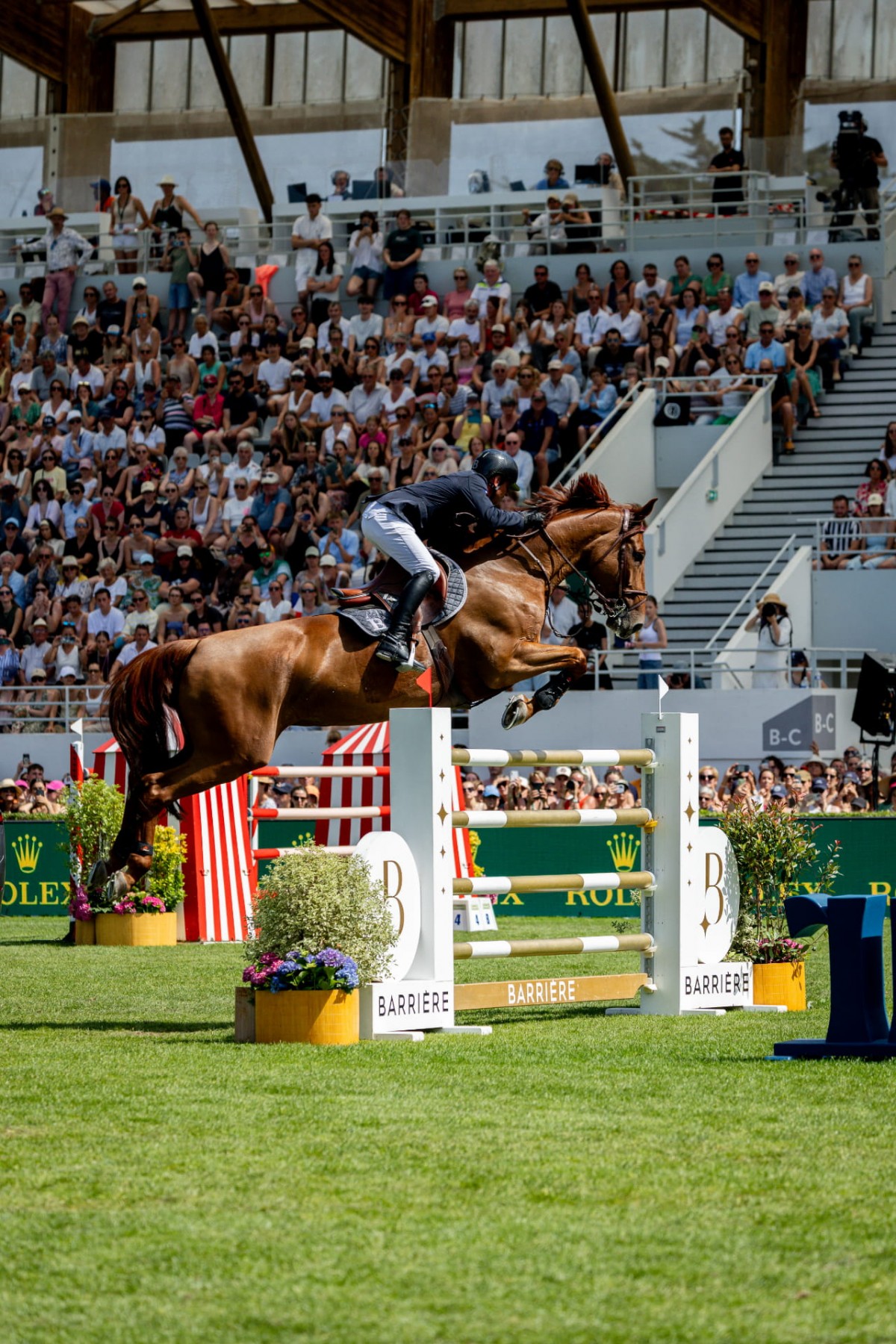 FRINGAN DE VESQUERIE (MYLORD CARTHAGO x DIAMANT DE SEMILLY)