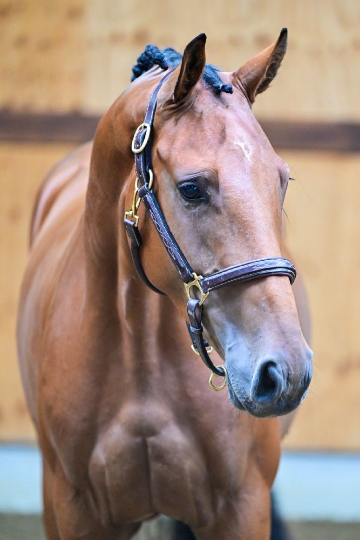 VAMIRO (Happy Landais x Chellano Z)