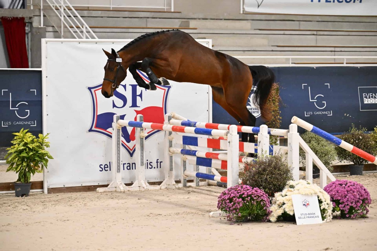 NACLOT DE TANREV (Chaclot x JPV Modesto)