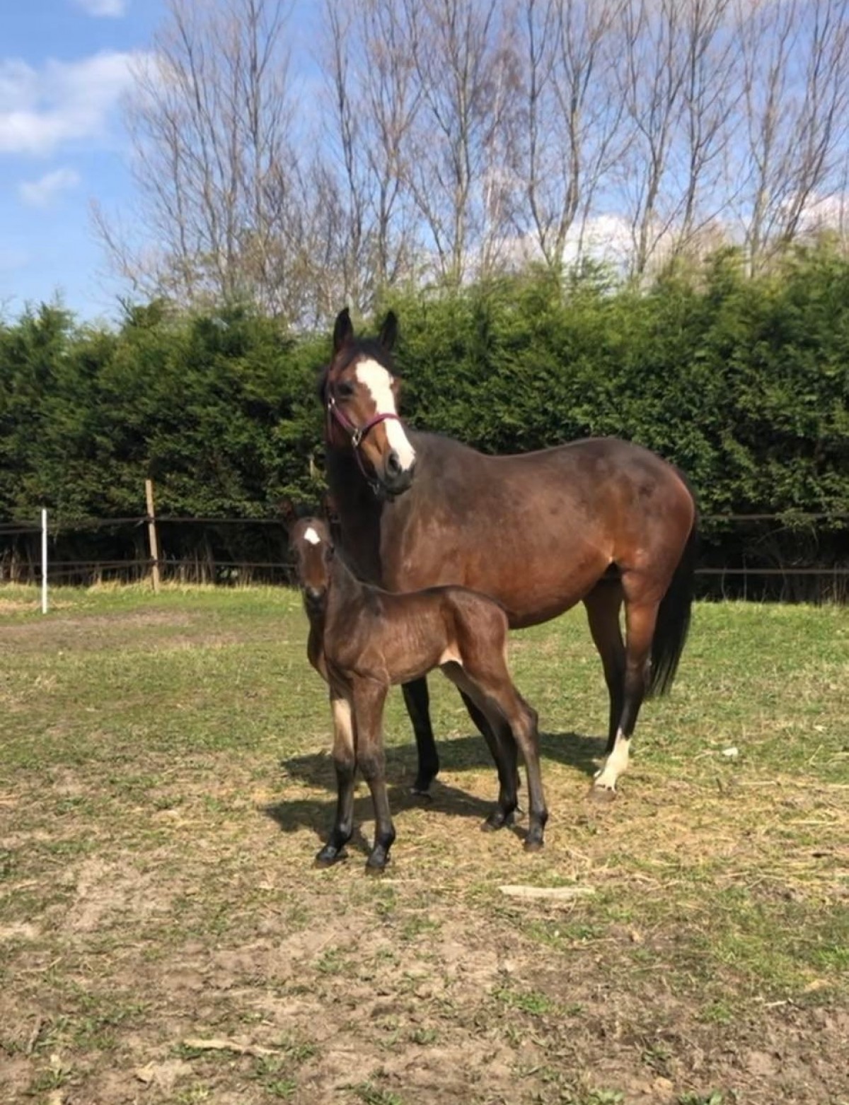 MAXIMUS DU DIFQUES - FRIDAY TREIZE X FLIPPER D'ELLE