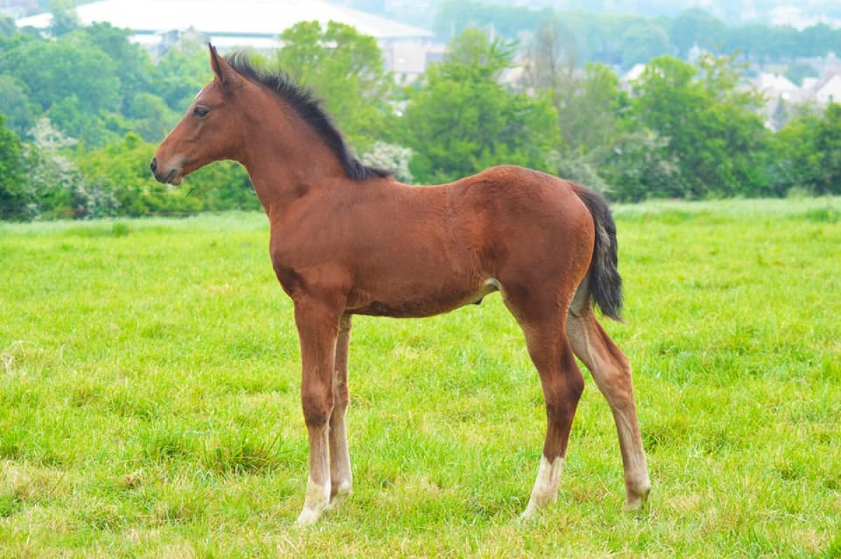 NEPTUNE DES BRUYERES _ Colore x Selune du Lys (Vondeen)