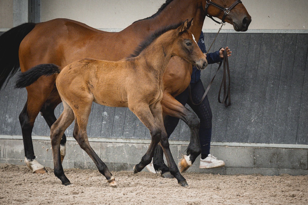 ONYX DE TALMA _ Vangog x Eternity de Talma (Vigo Cece)