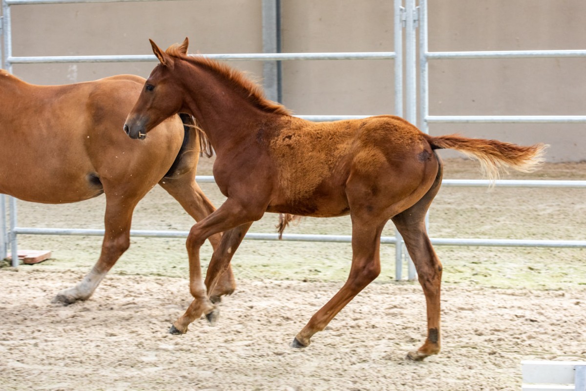 Foal - CHACLOT X APACHE D'ADRIERS