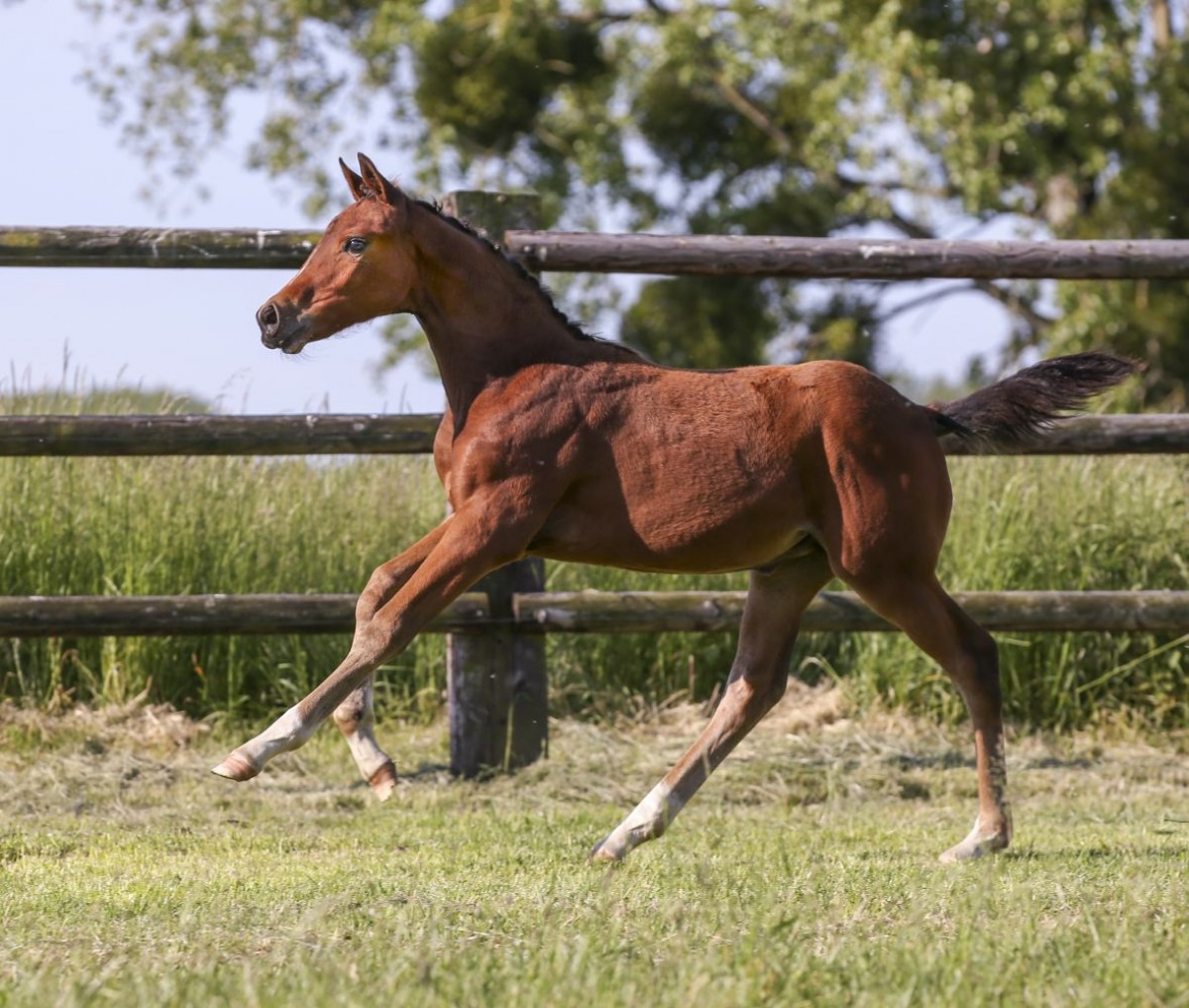 LOOK DE TALMA - TANGELO VAN DE ZUUTHOEVE X NICE LOOK VAN'T ASSCHAUT (THUNDER VAN DE ZUUTHOEVE)