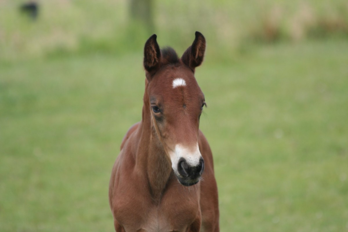 Foal - LUCCIANNO X KASHMIR VAN SCHUTTERSHOF