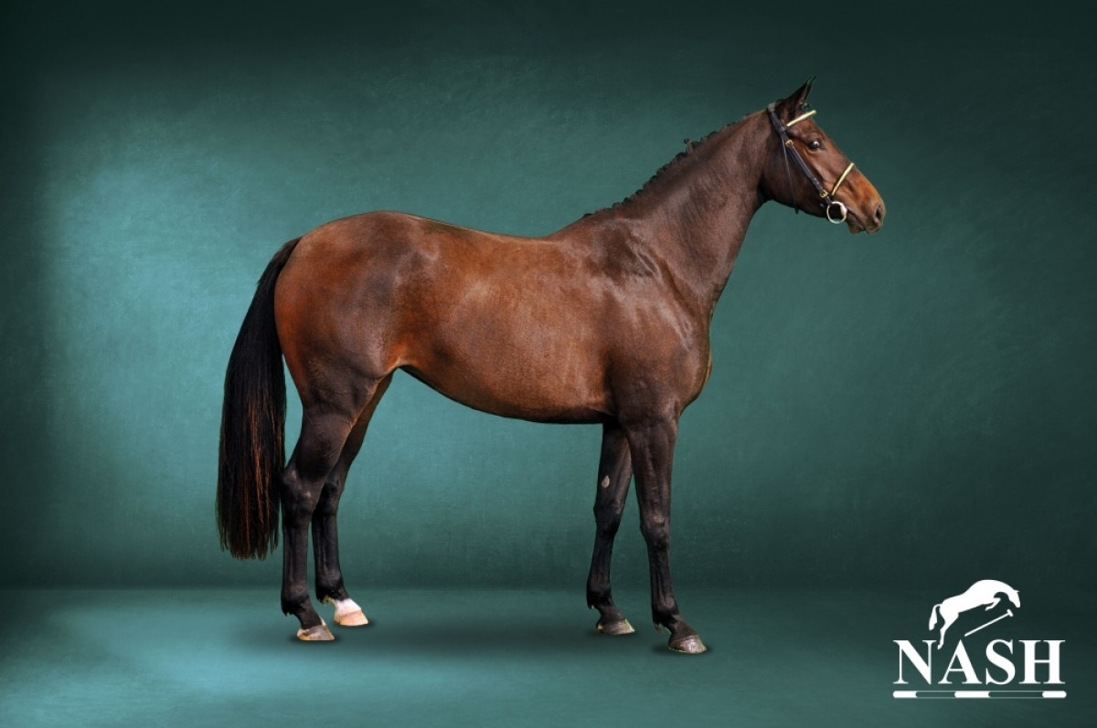 ILIENA DU POMMERET - NEGUS DE TALMA X QAMILLE DE GOUVILLE (GALOUBET DU MARAIS)