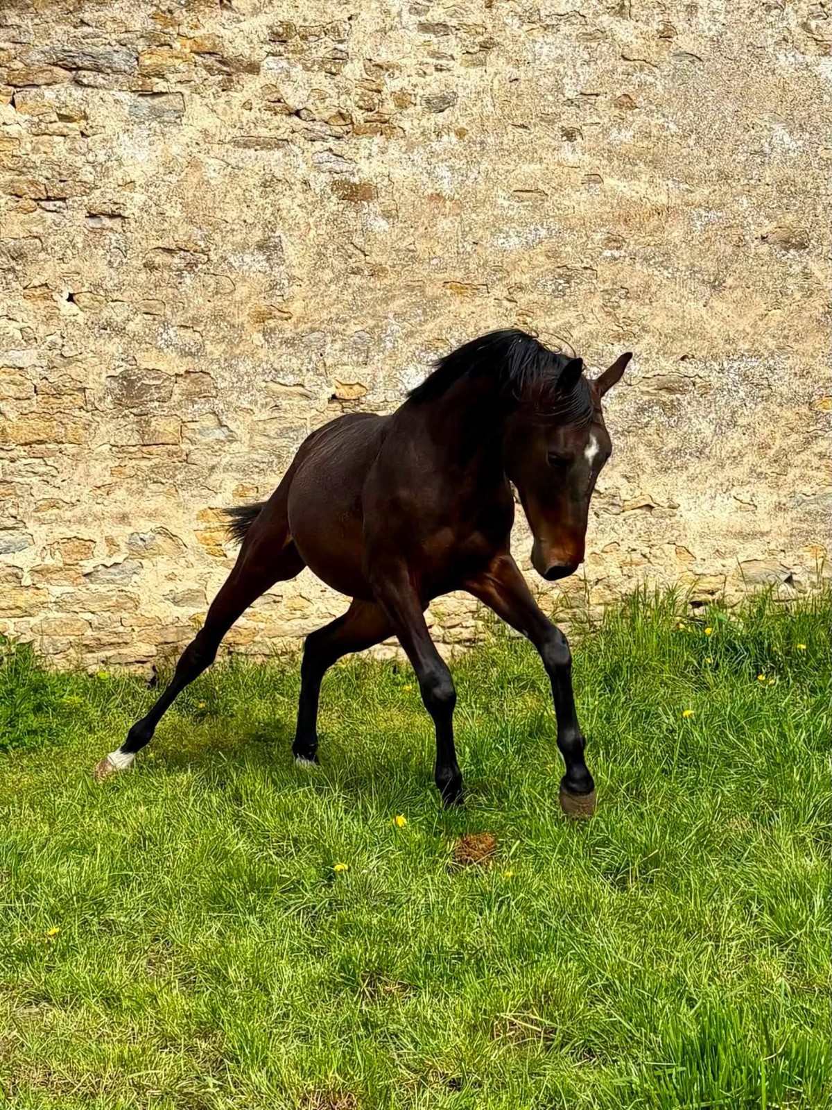 ORIENT DES IRIS (Jalou B x l'Arc de Triomphe)