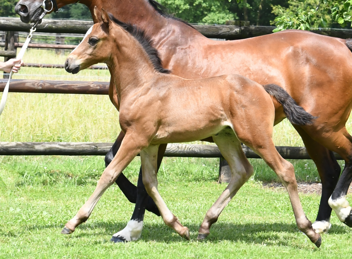 Latino de Riverland - Quatro x Quartz Adelheid Z