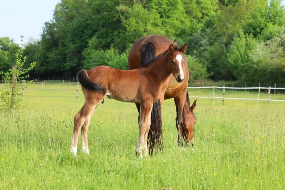 Foal Qoud'Coeur x Modesto