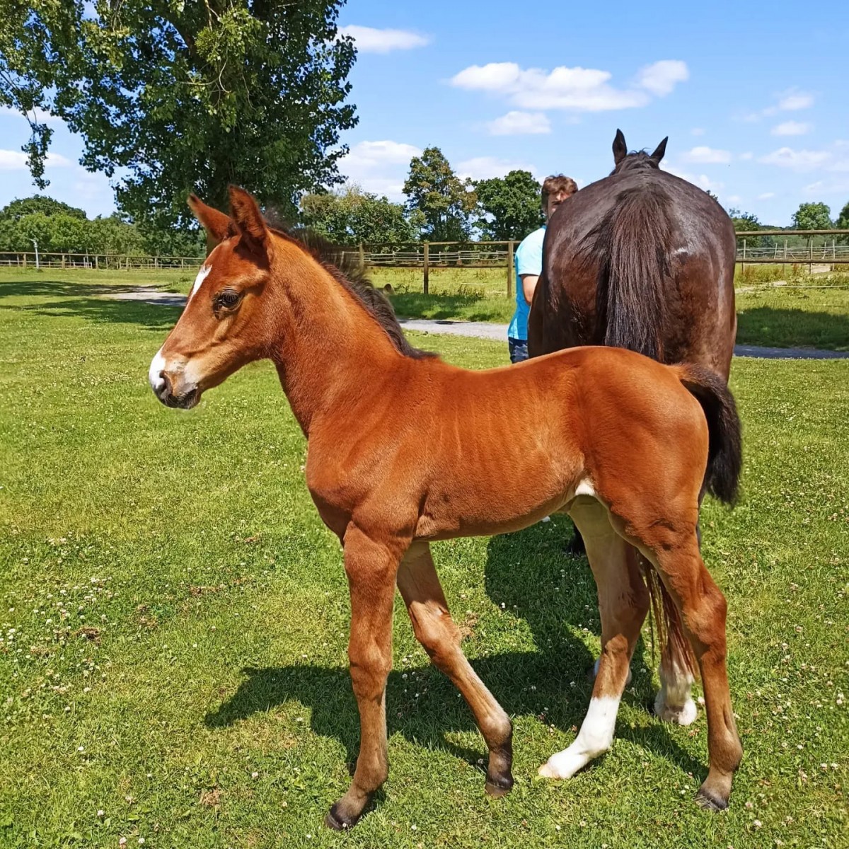 Foal - HIGH FIVE MANCIAIS X FANTIN DE RAVIERE