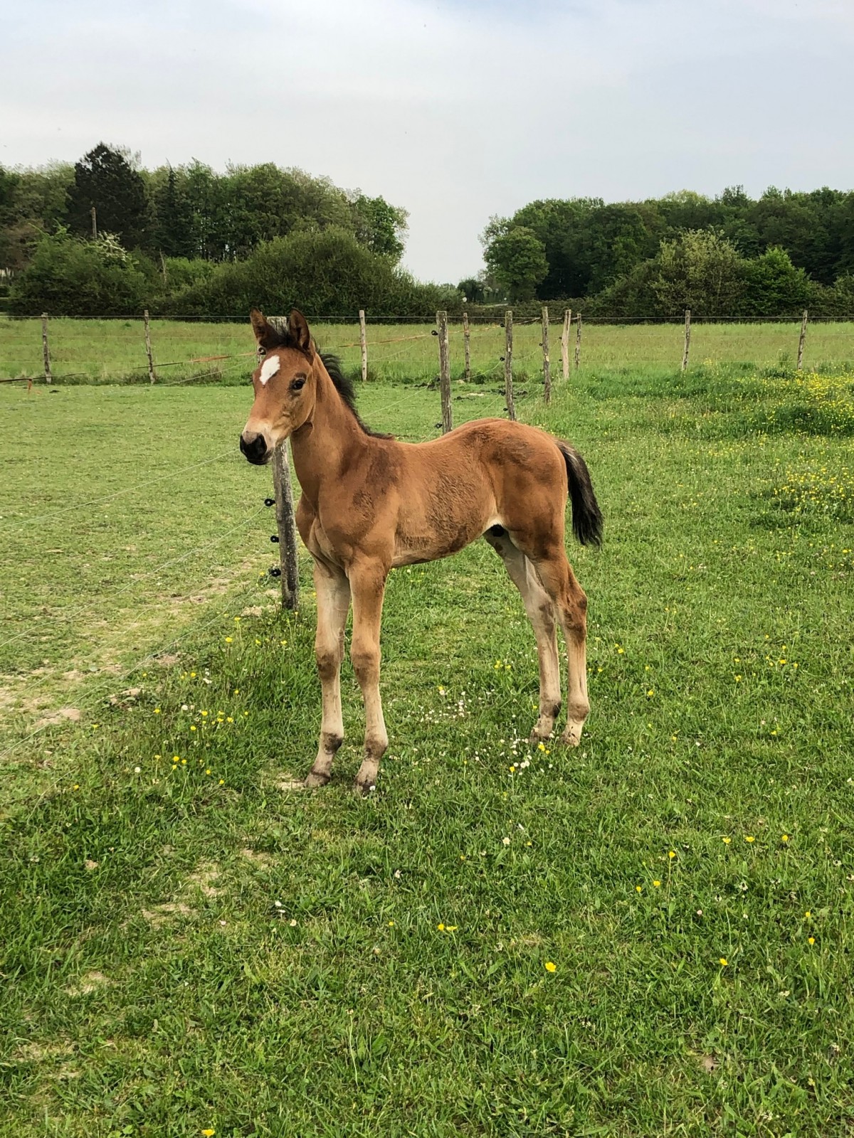 MATRIX DES COTIERES - FRIDAY TREIZE X ELFE DE B'NEVILLE