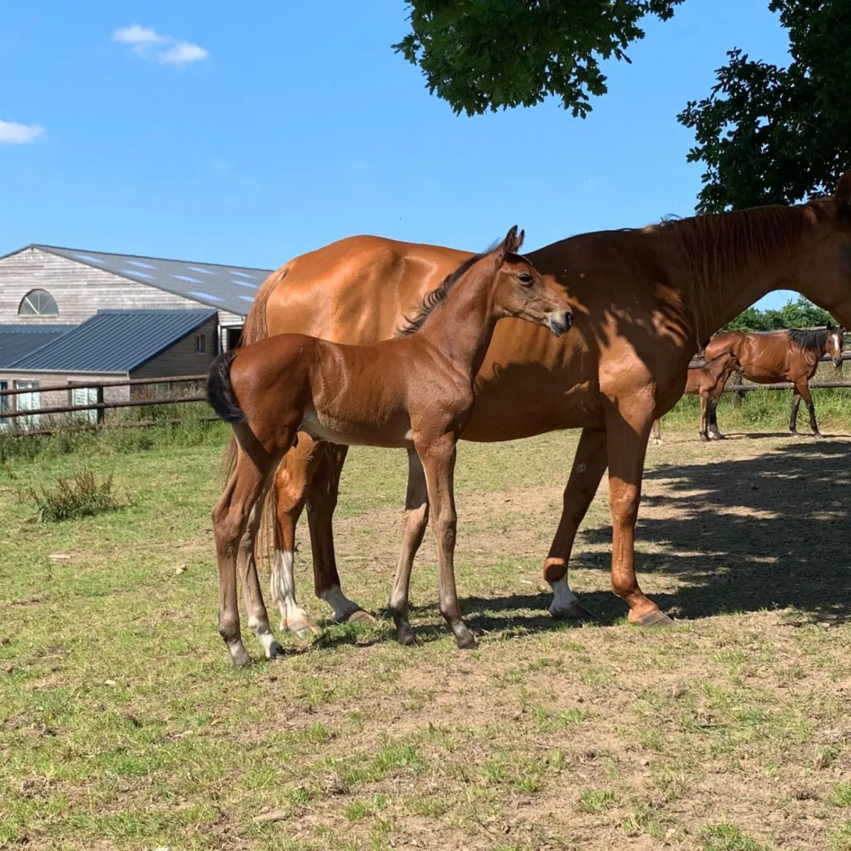 Foal - HIGH FIVE MANCIAIS X URBAIN DU MONNAI