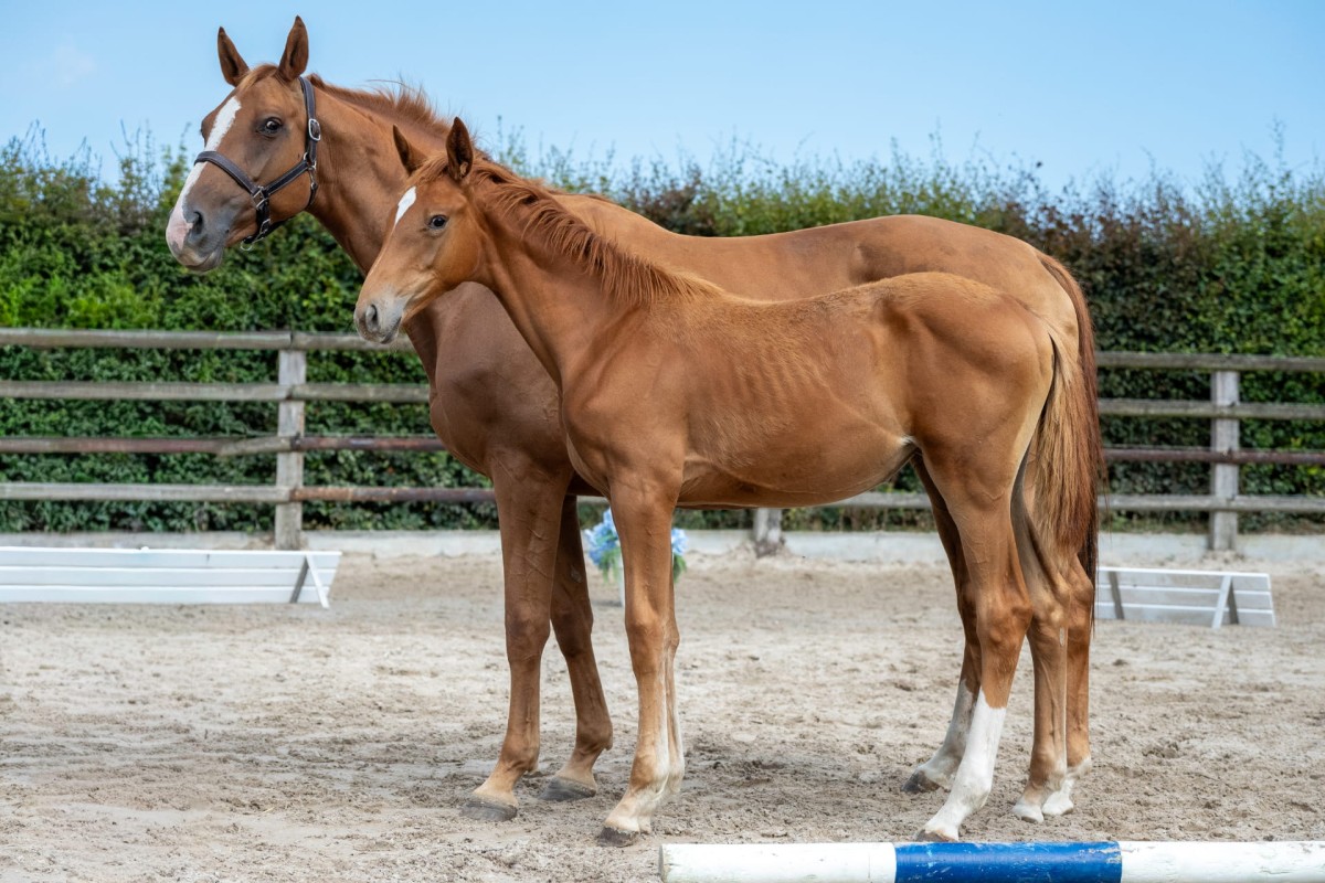 QUEBRADA DE TALMA (Hileklaire x Quidam de Revel)