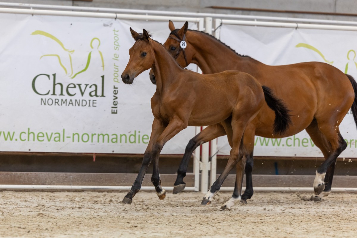 PADMA DE BUCAILLE par SIRIUS BLACK