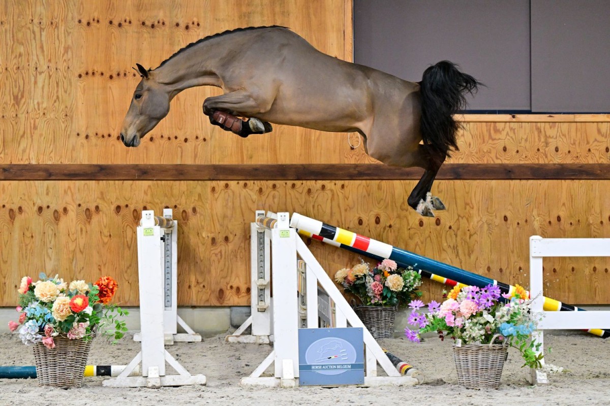 Wentana van ’t Blijbosch (Happy Landais x Iron Man vt Meulenhof)