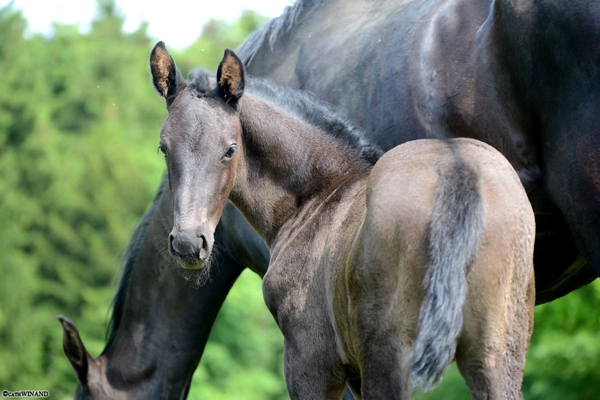 Orak d’Hamwyck et Party Luck Z (Périgueux)