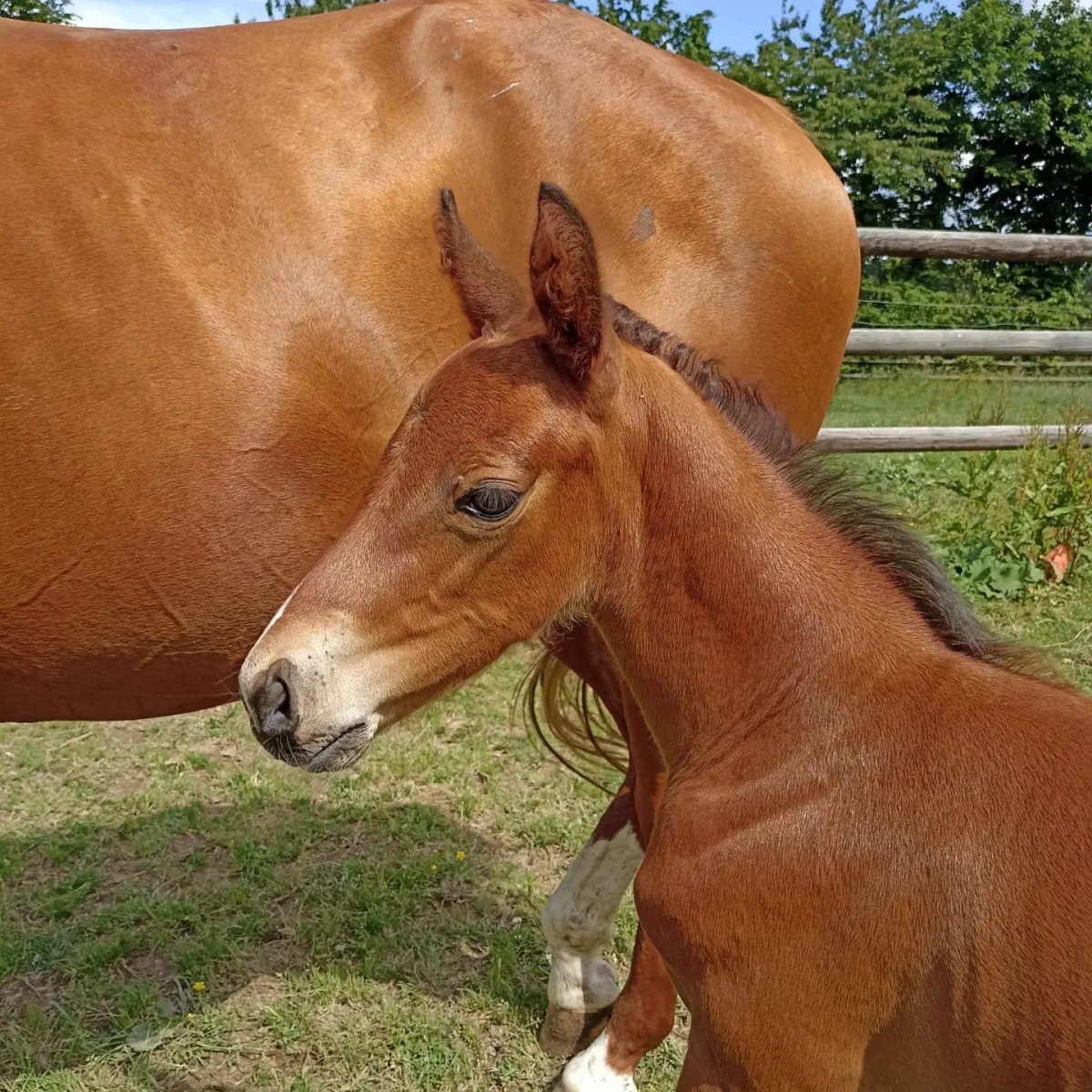 Foal - HIGH FIVE MANCIAIS X FOR PLEASURE