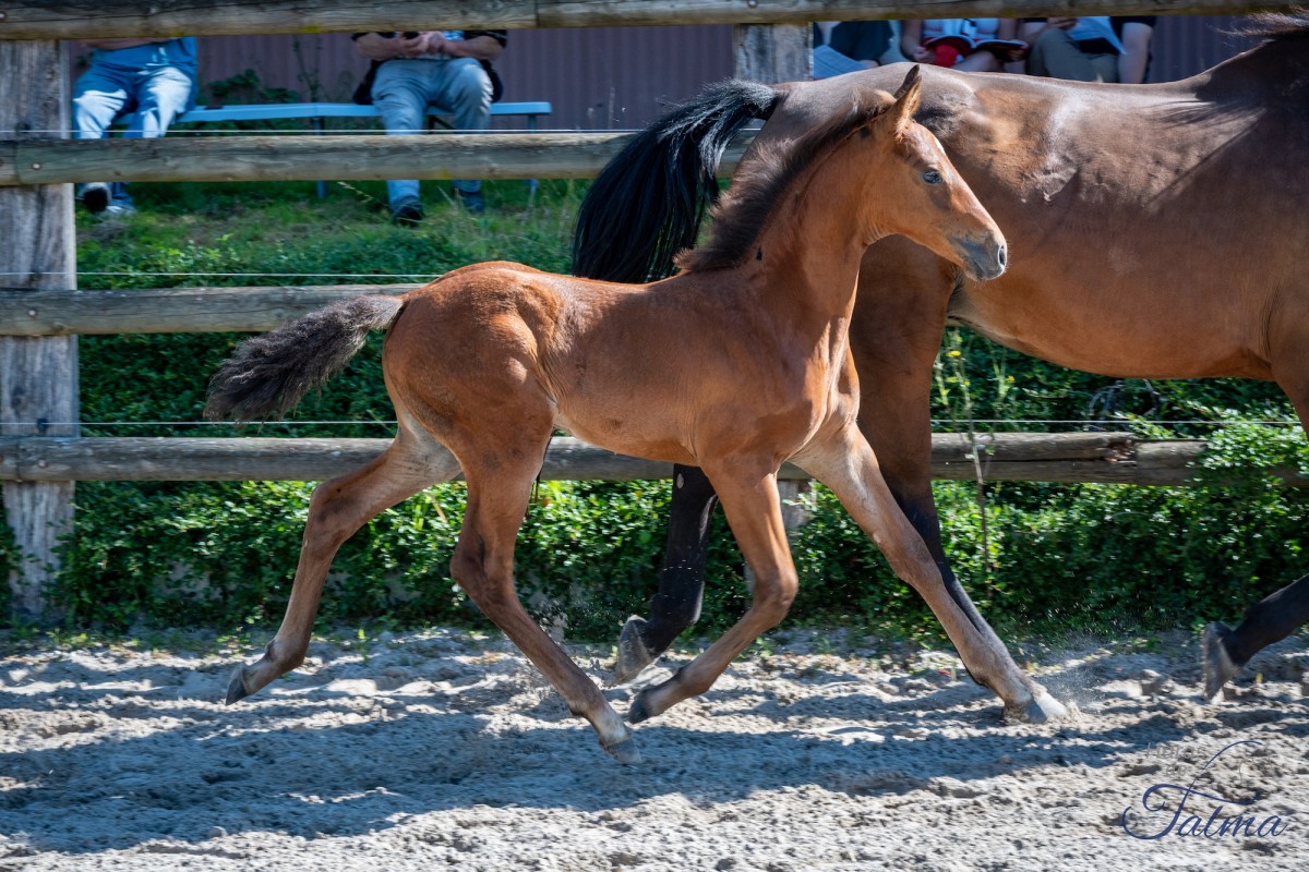 PEPPERMINT LVD (Lincoln x Sing Sing)