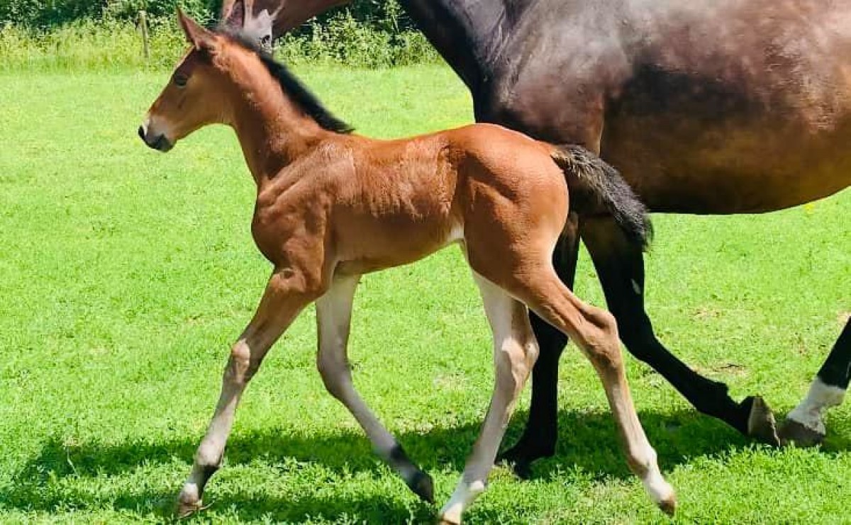 Chic Lady des Clerbois Z - Colore x Udancer Hero